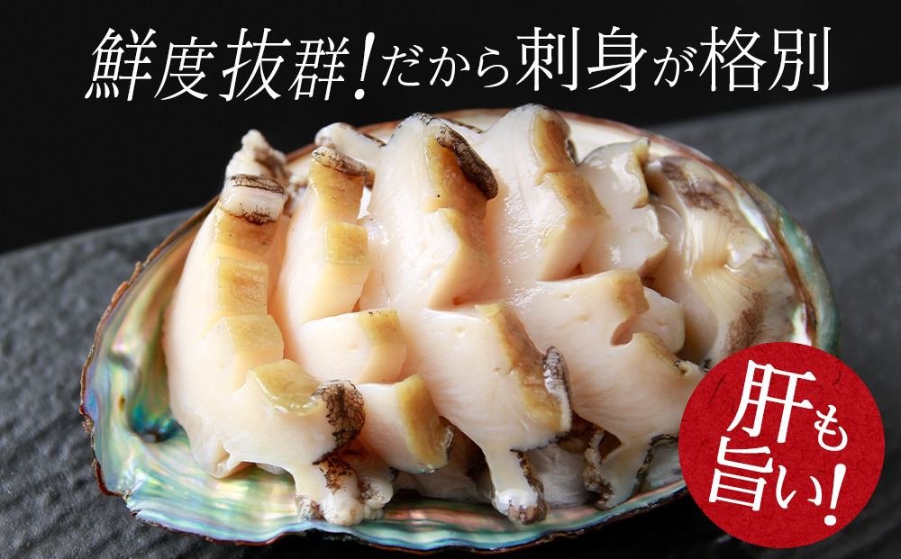 北海道 知内産　天然活あわび約500g（M～L詰め合わせ）≪上磯漁業協同組合≫