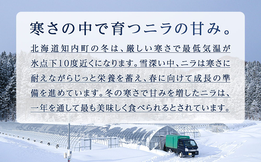 【2026年発送予約】 知内産 一番ニラ「北の華」50束【JA新はこだて】