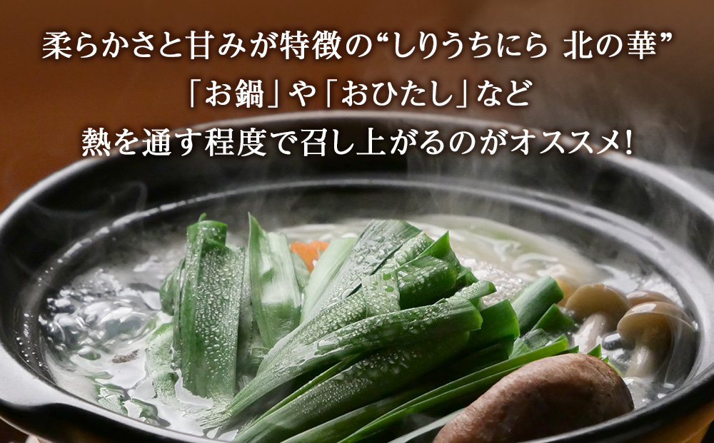 【2026年発送予約】 知内産 一番ニラ「北の華」50束【JA新はこだて】