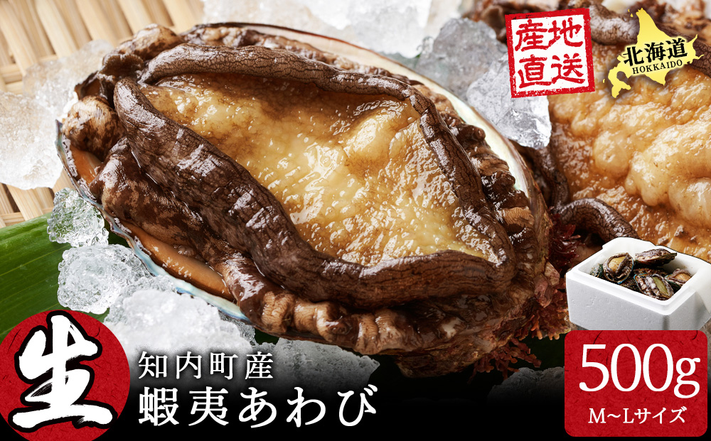 北海道 知内産　天然活あわび約500g（M～L詰め合わせ）≪上磯漁業協同組合≫