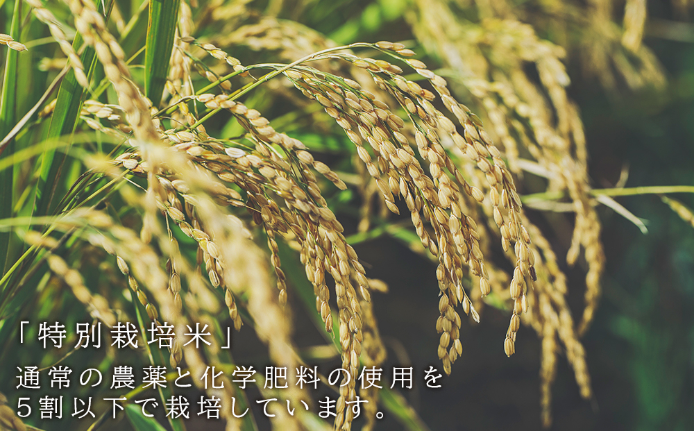  【新米予約】「ゆめぴりか5kg」特別栽培米産地直送《帰山農園》
