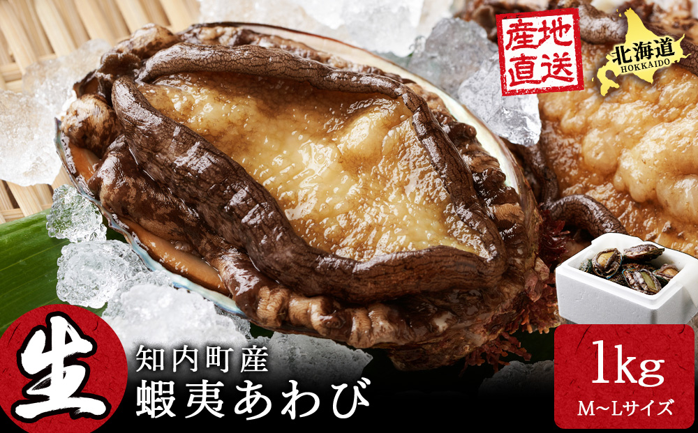 北海道 知内産　天然かつあわび約1kg（M～L詰め合わせ）≪上磯漁業協同組合≫