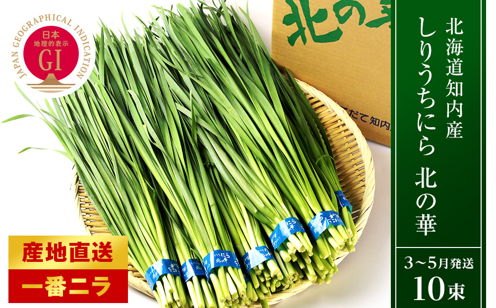 【2026年発送予約】 知内産 一番ニラ「北の華」10束【JA新はこだて】