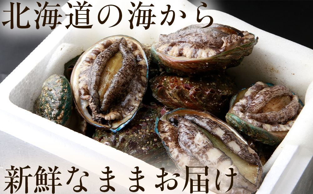 北海道 知内産　天然活あわび約500g（M～L詰め合わせ）≪上磯漁業協同組合≫
