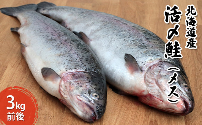 北海道産　活〆　鮭　（メス）3kg前後
