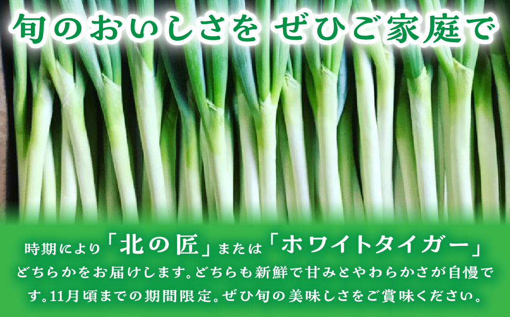 ææä»èŸ²åã®çããŠãããããé·ãã® 5kg NACA001