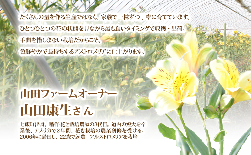 アルストロメリアの花束(30本) NABL001