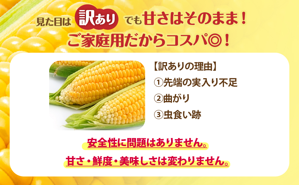 【先行予約】 訳あり 北海道七飯町産とうもろこし「朝採れゴールドラッシュ8〜13本」（L〜2L） NAZ028