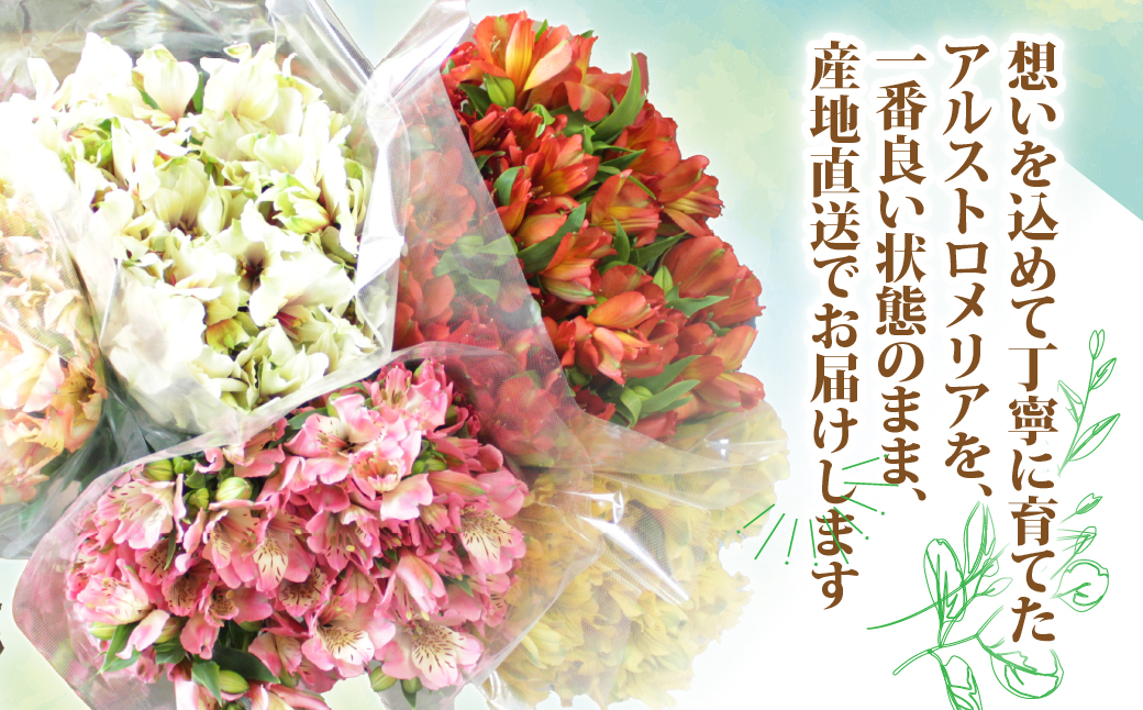 アルストロメリアの花束(30本) NABL001