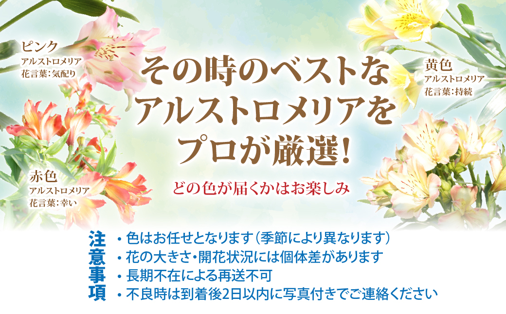 アルストロメリアの花束(30本) NABL001