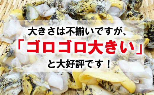 【緊急支援品】北海道鹿部町産 前浜ボイルつぶ１kg（500g×2袋） 刺身 不揃い事業者支援 漁師さん支援 中国禁輸措置 つぶツブ ツブ貝 つぶ貝 つぶツブ ツブ貝 つぶ貝 つぶツブ ツブ貝 つぶ貝 つぶツブ ツブ貝 つぶ貝 つぶツブ ツブ貝 つぶ貝 つぶツブ ツブ貝 つぶ貝 つぶツブ ツブ貝 つぶ貝 つぶツブ ツブ貝 つぶ貝 つぶツブ ツブ貝 つぶ貝 つぶツブ ツブ貝 つぶ貝 つぶツブ ツブ貝 つぶ貝 つぶツブ ツブ貝 つぶ貝 つぶツブ ツブ貝 つぶ貝 つぶツブ ツブ貝 つぶ貝 つぶツブ ツブ貝 つぶ貝