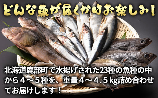 【定期便】 冷凍鮮魚セット 4～4.5kg 年4回お届けコース【漁師応援プロジェクト】