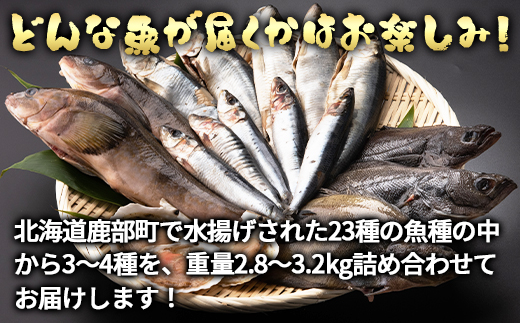 【定期便】 冷凍鮮魚セット 2.8～3.2kg 年4回お届けコース【漁師応援プロジェクト】