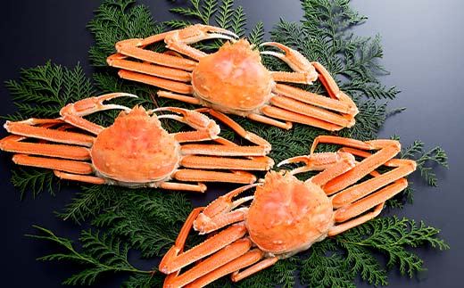 ずわいがに（450g～550g） 3尾入り 北海道森町水揚げ かに カニ 蟹 ガニ がに 森町 ふるさと納税 北海道 ずわいかに ズワイガニ mr1-0925