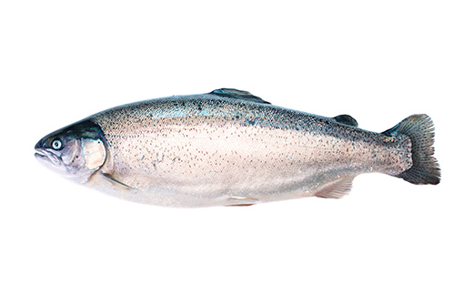 開拓の志 武揚サーモン 「森町」 活〆1本 ＜株式会社 ワイエス海商＞ サケ さけ 鮭 海鮮丼 海産物 森町 ふるさと納税 北海道 mr1-1342