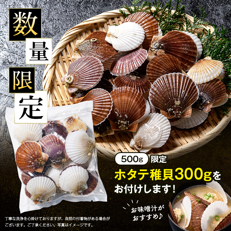 【訳あり】北海道産刺身用冷凍不選別フレークホタテ貝柱500g＋ 噴火湾産ホタテ稚貝300gセット ＜海鮮問屋　株式会社　瑞宝＞ 森町 ほたて 帆立 ホタテ 海産物 魚貝類 おつまみ 海鮮丼 魚介類 貝柱 ふるさと納税 北海道 訳あり mr1-1182