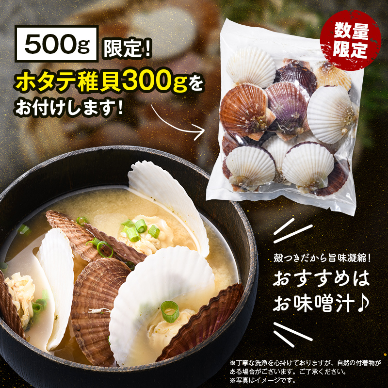 【訳あり】北海道産刺身用冷凍不選別フレークホタテ貝柱500g＋ 噴火湾産ホタテ稚貝300gセット ＜海鮮問屋　株式会社　瑞宝＞ 森町 ほたて 帆立 ホタテ 海産物 魚貝類 おつまみ 海鮮丼 魚介類 貝柱 ふるさと納税 北海道 訳あり mr1-1120