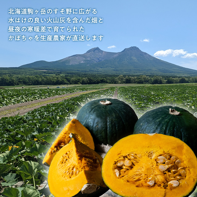 【先行予約】みやこかぼちゃ約9kg 北海道森町産 （令和8年7月下旬～8月上旬順次配送） ＜こうのファーム＞ カボチャ 南瓜 野菜 根菜 煮物 食材 スープ サラダ かぼちゃプリン 天ぷら 北海道 森町 ふるさと納税 mr1-1417