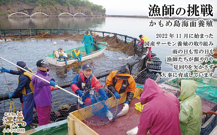 ＼配送時期指定可／北海道産 サーモンのフライ 9切れ（3切入×3袋）　簡単調理！揚げるだけ　純国産ブランドサーモン『江さしっこ 繁虎』　漁師手作り　活締め加工　新鮮真空パック冷凍　保存料不使用　北海道江差産トラウトサーモン　漁師直送　サーモンフライ　鮭フライ　魚のフライ