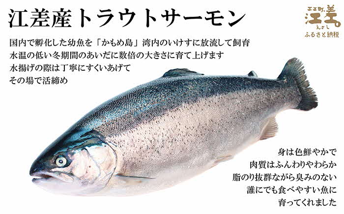 ＼配送時期指定可／北海道産 サーモンのフライ 9切れ（3切入×3袋）　簡単調理！揚げるだけ　純国産ブランドサーモン『江さしっこ 繁虎』　漁師手作り　活締め加工　新鮮真空パック冷凍　保存料不使用　北海道江差産トラウトサーモン　漁師直送　サーモンフライ　鮭フライ　魚のフライ