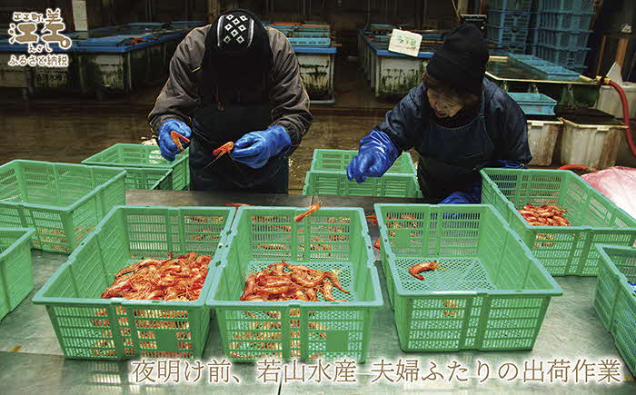 《12月～順次出荷》北海道産 天然えび食べくらべセット　計1kg　濃厚な甘みの日本海シマエビ（大）500g＆飽きのこない旨みのガサエビ500g　国産　江差近海産　天然もの　エビかご漁師直送　最良品厳選　生食可　お刺身　天ぷら　エビフライ　海老