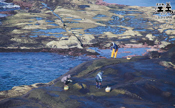 北海道江差町かもめ島応援寄附　江差のシンボル「かもめ島」の環境保全・景観保護・にぎわい創出支援【返礼品なし】