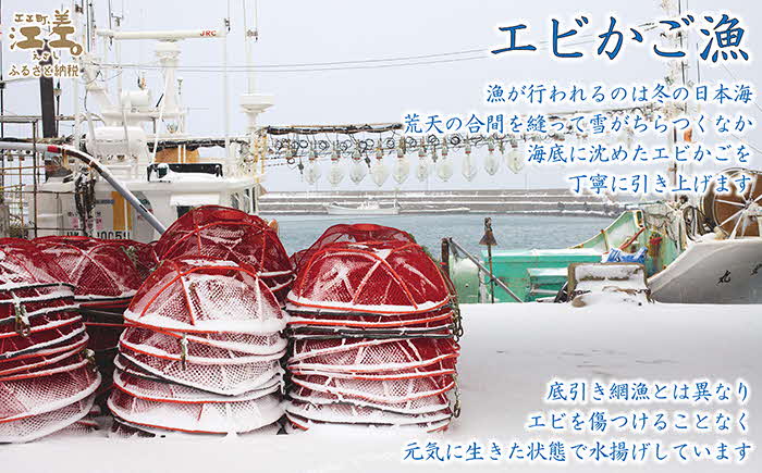 《12月～順次出荷》北海道産 天然えび食べくらべセット　計1kg　濃厚な甘みの日本海シマエビ（大）500g＆飽きのこない旨みのガサエビ500g　国産　江差近海産　天然もの　エビかご漁師直送　最良品厳選　生食可　お刺身　天ぷら　エビフライ　海老