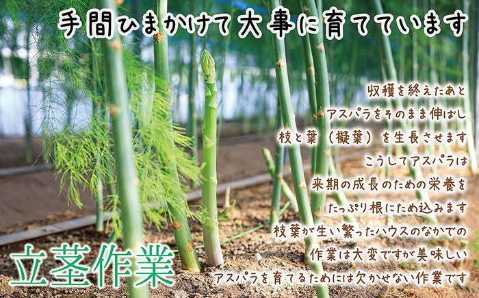 【令和7年発送予約】北海道江差町産 アスパラガス 1kg　L〜2Lサイズ　朝採り　農家直送　太い！甘くて、ジューシー！　食べ応えばつぐん！　グリーンアスパラガス