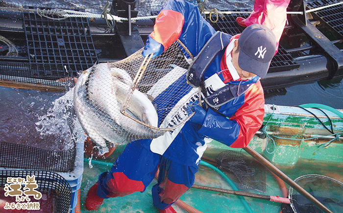 【ご愛顧感謝寄附額】【年内配送受付12/23まで】北海道産 サーモン お刺身用ブロック 300g（100g×3P）　日本海 かもめ島海面養殖　純国産 ブランドサーモン『江さしっ子 繁虎』　衝撃の口どけ　とろける脂　生食可　冷凍　小分け　個包装　トラウトサーモン　刺身　サーモンステーキ　カルパッチョ　海鮮　鮭　さけ　シャケ　しゃけ　さーもん