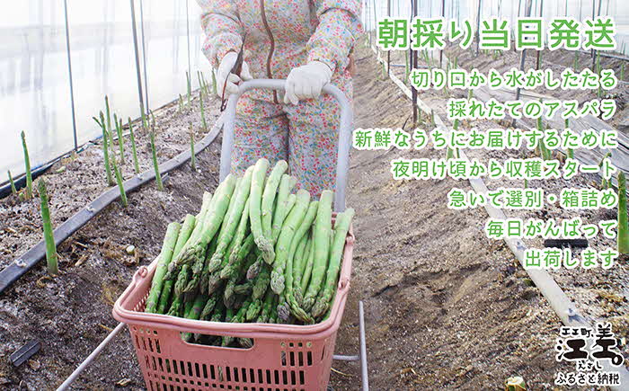 【早期予約 4月から春芽 順次発送】《訳あり》北海道江差町産アスパラガス 1kg【サイズ不揃い・規格外MIX】無選別・規格外・ハネ物・B品　朝採り直送　見た目は良くなくても鮮度や味は正規品と変わりません！　グリーンアスパラガス　旬の味覚　ご自宅用