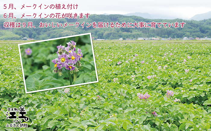 《早期予約・8月下旬から出荷予定》北海道産 メークイン 10kg M・L混合　しっとり甘い江差産　北海道のじゃがいも　芋の塩煮にぴったり　訳あり　じゃがバター　いかの塩辛と一緒にどうぞ