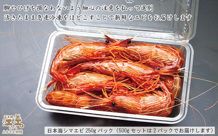北海道江差産 違いが分かる天然日本海シマエビ 大サイズ 500g　色鮮やかで香りよし 濃厚な甘み 食べれば分かる格別の味！　エビかご漁師直送　天然えび　最良品厳選　生食可　お刺身　天ぷら　エビフライ