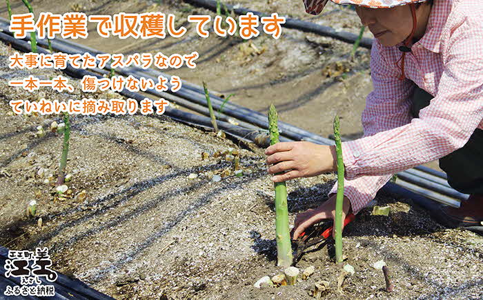 【早期予約 4月から春芽 順次発送】《訳あり》北海道江差町産アスパラガス 1kg【サイズ不揃い・規格外MIX】無選別・規格外・ハネ物・B品　朝採り直送　見た目は良くなくても鮮度や味は正規品と変わりません！　グリーンアスパラガス　旬の味覚　ご自宅用