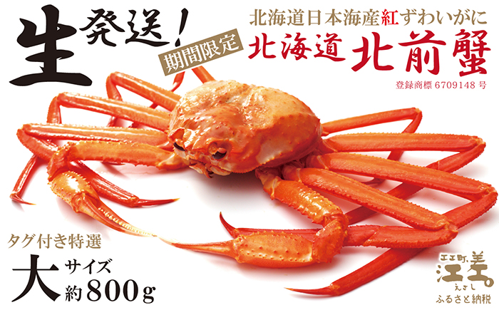 ＼早期予約・2026年3〜4月限定出荷／生発送！【大】『北海道北前蟹』タグ付き特選 約800g（冷蔵）　年にひと月だけの期間限定「生」出荷　北海道日本海産紅ずわいがに　カニかご漁師直販　厳格な鮮度管理　新鮮　甘くてジューシー　活カニ　生蟹　かに刺し　焼き蟹　蒸し蟹　かにみそ　かにしゃぶ　かに鍋　国産ベニズワイ