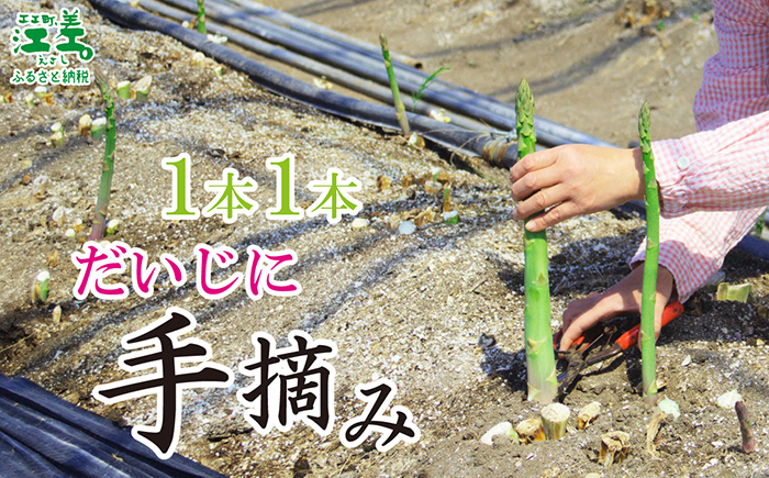 ＼春アスパラ 先行予約 2026年4月〜順次出荷予定／北海道江差町産 アスパラガス【S〜Mサイズ】 1kg　40〜50本　朝採り　農家直送　新鮮　鮮度保持　北海道　旬野菜　グリーンアスパラ　アスパラ　ギフト　贈答