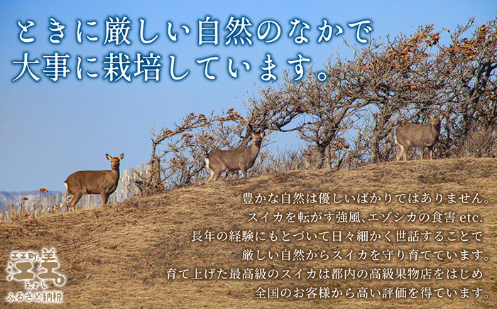 【2026年8月下旬発送開始】【訳あり】北海道産 黒皮 深味すいか  中玉 5.5kg以上 1玉  有機農産物（JAS認証）　高糖度　化学農薬不使用　オーガニック　有機農業　スイカ　すいか　西瓜　 高級西瓜　黒皮すいか　黒玉スイカ　フルーツ　果物　くだもの 　B品　規格外