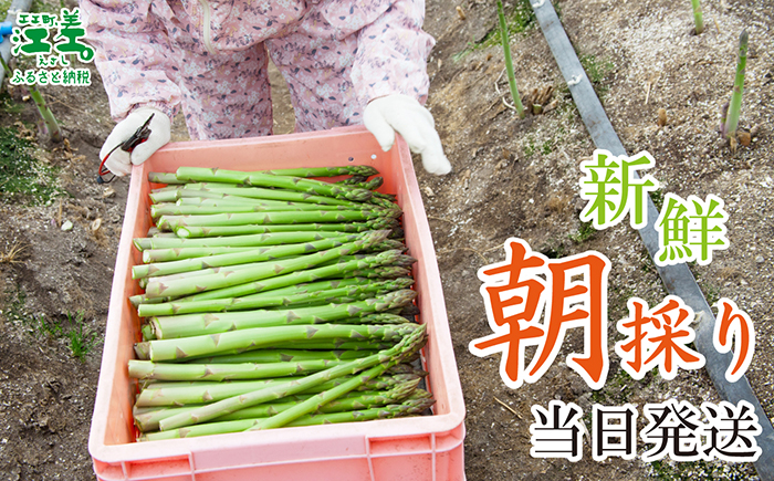 ＼春アスパラ 先行予約 2026年4月〜順次出荷予定／北海道江差町産 アスパラガス【S〜Mサイズ】 1kg　40〜50本　朝採り　農家直送　新鮮　鮮度保持　北海道　旬野菜　グリーンアスパラ　アスパラ　ギフト　贈答