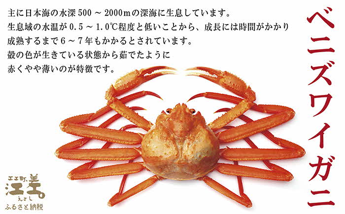 ＼3～4月限定出荷／活発送！【特大】『北海道北前蟹』タグ付き特選 約900g（冷蔵）　年にひと月だけの期間限定「生」出荷　北海道日本海産紅ずわいがに　カニかご漁師直販　厳格な鮮度管理　新鮮　甘くてジューシー　活カニ　生蟹　かに刺し　焼き蟹　蒸し蟹　かにみそ　かにしゃぶ　かに鍋　国産ベニズワイ