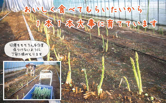 【早期予約・数量限定　4月～5月初旬出荷予定】北海道産 「春」のアスパラ２色食べくらべセット 計1kg　ホワイトアスパラ 500g ＆ グリーンアスパラ 500g　L〜2Lサイズ　朝採り　農家直送　アスパラガス