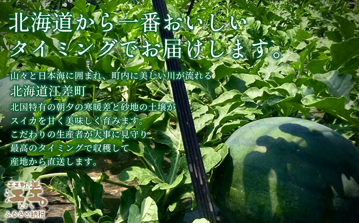 【2026年8月下旬発送開始】【訳あり】北海道産 黒皮 深味すいか  中玉 5.5kg以上 1玉  有機農産物（JAS認証）　高糖度　化学農薬不使用　オーガニック　有機農業　スイカ　すいか　西瓜　 高級西瓜　黒皮すいか　黒玉スイカ　フルーツ　果物　くだもの 　B品　規格外