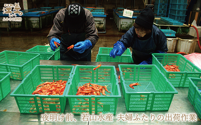 ãæ©æäºçŽã»12æäžæ¬ä»¥é é æ¬¡åºè·äºå®ãåæµ·éç£ éããåããå€©ç¶æ¥æ¬æµ·ã·ããšã äžãµã€ãº 500gãè²é®®ããã§éŠããã æ¿åãªçã¿ é£ã¹ãã°åããæ Œå¥ã®å³ïŒãåœç£ãæ±å·®è¿æµ·ç£ã倩ç¶ãã®ããšãããæŒåž«çŽéãæè¯åå³éžãçé£å¯ããåºèº«ãåæããæµ·è