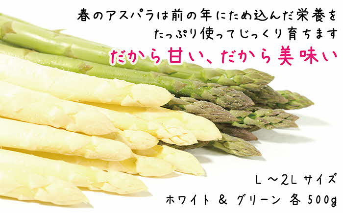 【早期予約・数量限定　4月～5月初旬出荷予定】北海道産 「春」のアスパラ２色食べくらべセット 計1kg　ホワイトアスパラ 500g ＆ グリーンアスパラ 500g　L〜2Lサイズ　朝採り　農家直送　アスパラガス