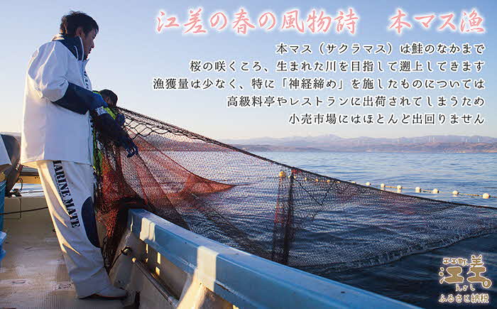《6月中旬から出荷》船上活〆北海道日本海産 本マス〈サクラマス〉生半身　加熱調理用　ふんわり食感　癖のない上品な旨みと脂のり　「鮭より美味い」という評判も　神経締め　活締め　桜鱒　サーモン