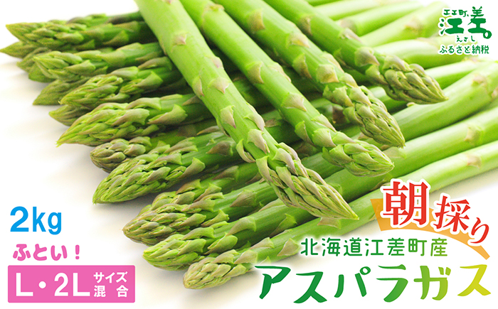 ＼春アスパラ 先行予約 2026年4月〜順次出荷予定／北海道江差町産 アスパラガス【L〜2Lサイズ】 2kg　約40本　太い！ 甘い！ ジューシー！　朝採り　農家直送　新鮮　鮮度保持　北海道　旬野菜　グリーンアスパラ　アスパラ　ギフト　贈答