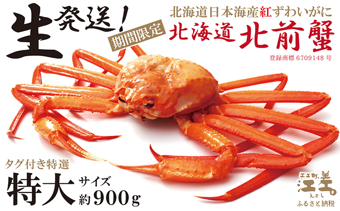 ＼早期予約・2026年3〜4月限定出荷／生発送！【特大】『北海道北前蟹』タグ付き特選 約900g（冷蔵）　年にひと月だけの期間限定「生」出荷　北海道日本海産紅ずわいがに　カニかご漁師直販　厳格な鮮度管理　新鮮　甘くてジューシー　活カニ　生蟹　かに刺し　焼き蟹　蒸し蟹　かにみそ　かにしゃぶ　かに鍋　国産ベニズワイ