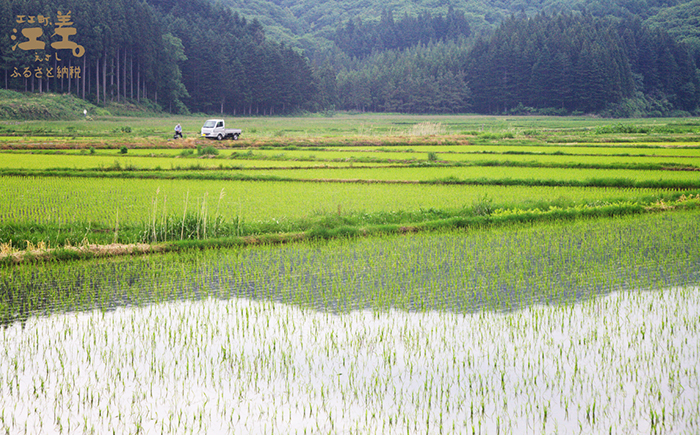 《定期便3か月》契約農家栽培 江差追分米『ふっくりんこ』【5kg×3回】令和7年産　2025年産　北海道江差町産　北海道米　白米　精米　お米　おこめ　こめ　ご飯　ごはん　農家直送　単一原料米　ブランド米　ふっくら食感、ここちよい甘さ