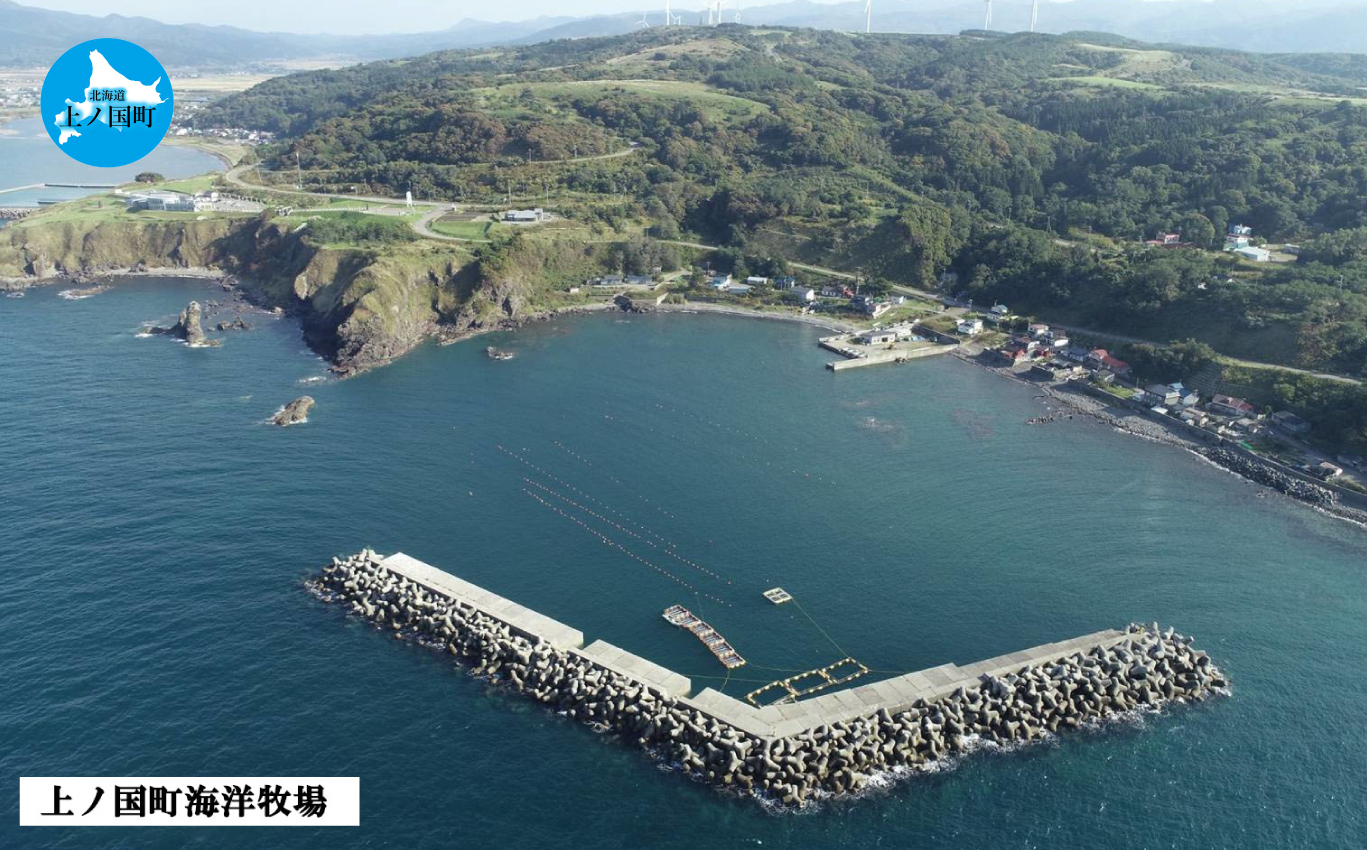 北海道産 上ノ国町 海洋牧場育ち養殖活蝦夷あわび（7㎝以上×6個×2　12個）