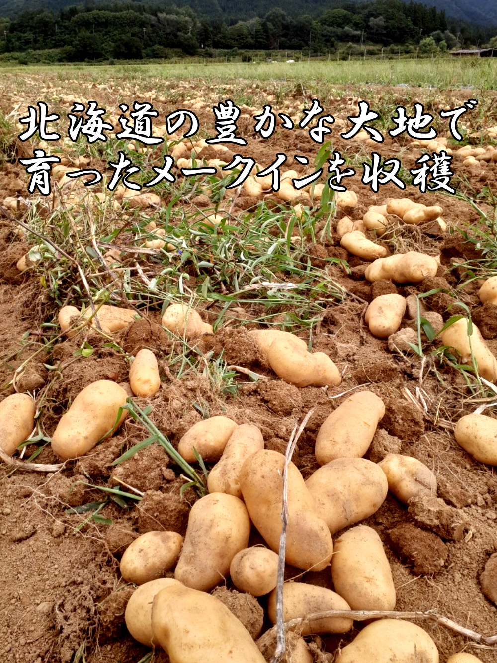 【2024年】北海道上ノ国町産 おいしい馬鈴薯「メークイン」 Lサイズ×10㎏