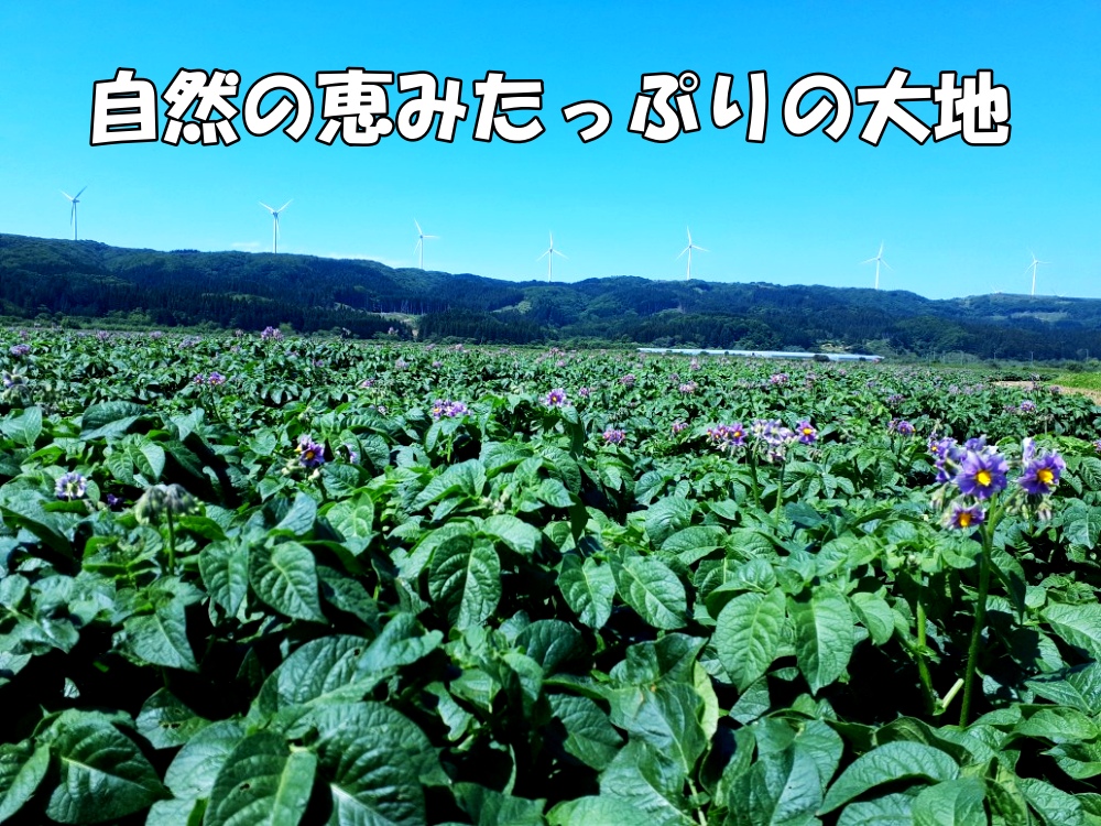 【2024年】北海道上ノ国町産 おいしい馬鈴薯「メークイン」 2Lサイズ×10㎏