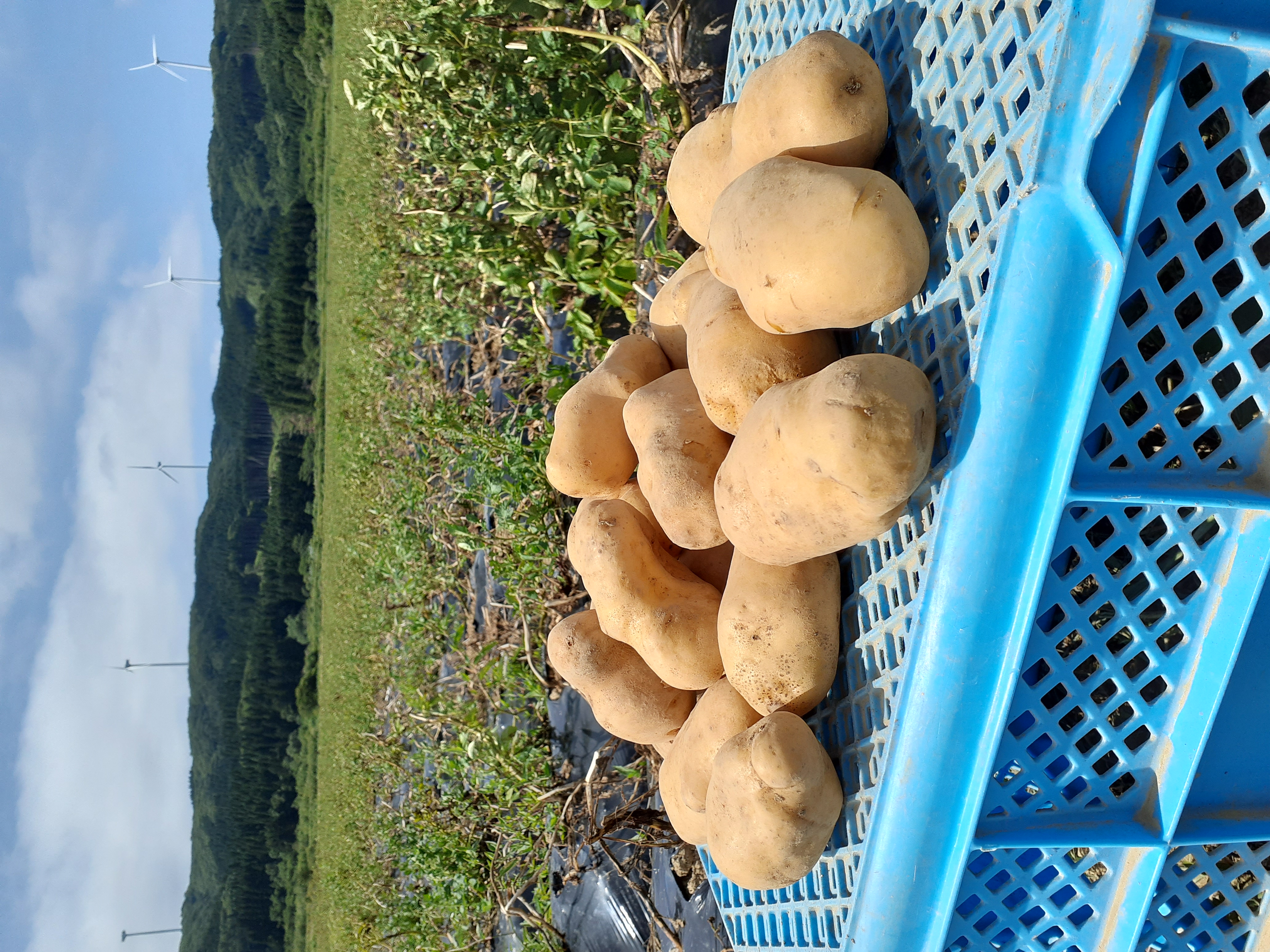 【2025年度産】北海道上ノ国町産 おいしい馬鈴薯「メークイン」　Lサイズ×10㎏